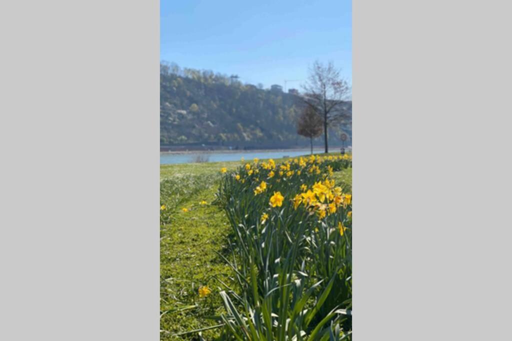 Comfortable New Apartment In #Koblenz# Direkt Am Rhein Coblenza Exterior foto